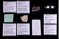 Foto (Objekt + Etiketten) von Cracensigillatus acutirostrus (Moericke, 1889) (NHMW-GEO-1990-0041-0444b)